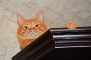 Вот и мне видать не судьба. Сначала Сеню подкинули. Потом Васю сам подобрал.