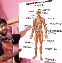 Периодичность обновления организма человека