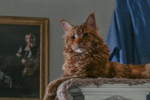 Мейн-куны, на которых можно смотреть вечно