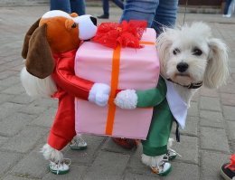 Теперь, вполне вероятно, посылки будут доставлять роботы-собаки