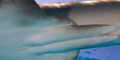 Ну уж, про то, что в Париже собак больше, чем людей - не стоило так уж... Технически, мигранты, всё таки, люди...
Опять же, про отсутствие пениса у самцов акул... Ащще-та, у самцов акул их ДВА
Ну и, многие прочие "факты" не менее сомнительны...