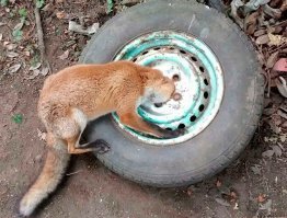 "Однако, по законам физики, если зубы не мешали лампочке «на входе», то не должны мешать и «на выходе»." 

Да, да, да... Видимо они эти законы не учили...