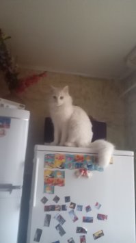 А это мой не Мей правда  - Ангорскай но тоже не маленький 8 кг
