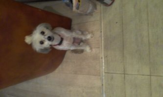 не переворачивается( но здесь хоть причесана)