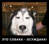 Прикольные и смешные картинки