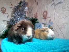 У нас их 2! Тоша (слева) и Веня (справа)
Тоша- наглый свинтус, а Веня - быстрый как электровеник!))))