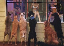 Демотивируй