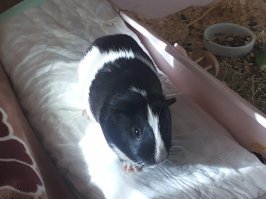 Бентли (подружке достался Майбах))))