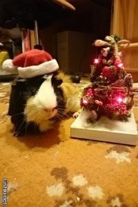 6 причин, почему вам необходимо завести морскую свинку