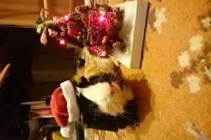 Моя Булька очень умная, нас встречает, чужих не любит, когда на руки берешь, бурчит не хуже кота, любит лизаться. С котом мирно живет. Замечательная животина.