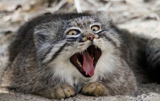15 самых редких в мире животных