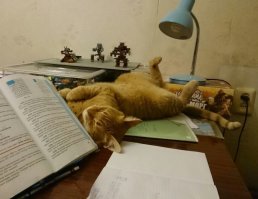 Хотят ли математики коты? 
Спросите вы у плюшевых засранцев, 
Но не забудьте взять с собой бинты, 
Кот стоит десяти спартанцев! 
 
Хотят ли математики коты? 
Им счет часов не очень интересен, 
Им главное, чтобы бока толсты, 
И миски полные деликатесов! 
 
Хотят ли математики коты? 
Вам не ответят хитрые созданья, 
Ни лапы, ни усы и ни хвосты, 
Пока кот спит, не выдадут желанья!