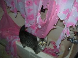 Подумаешь , контейнеры разбросал , за это на улицу не выгоняют , вот настоящие преступники :