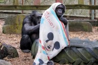 Американские рэперы стали косить под babushek