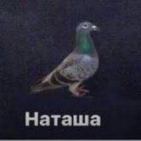 нееее, это голубь- Наташа)