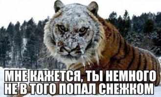 Тигр так игрался в снегу, что стал героем битвы фотошоперов