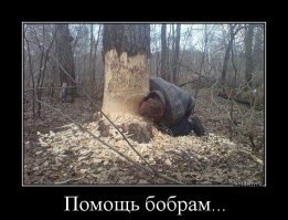 Перевоплощение старого 110-летнего дерева
