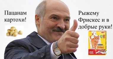Умный рыжий кот переходит дорогу по "зебре" в Беларуси