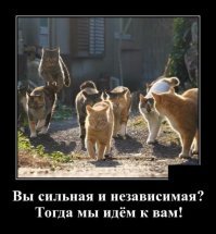 Слева вверху кот медленно планирует.