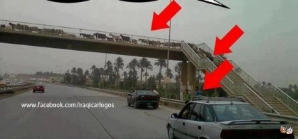 Умный рыжий кот переходит дорогу по "зебре" в Беларуси