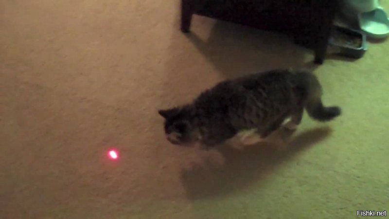 а где-то грустит котик без лазерной указки ((