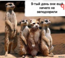 Прикольные и смешные картинки