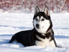 Сука, которая всегда тебе рада)))))