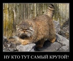 Бездомный пушистый охотник напал на летучую мышь