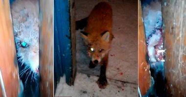 Бешеная лиса пытается попасть внутрь дома