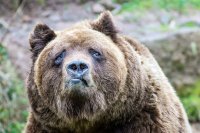 Смешные картинки с надписями