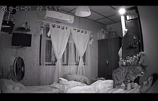 "Установил камеру в комнате, чтобы посмотреть, что делает мой кот по ночам"