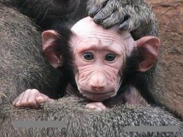 «Как две капли воды»: знаменитости и их четвероногие двойники