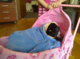 Блин что за бред пишут в комментариях? у меня кот старшую дочь воспитал. НИРАЗУ ее не оцарапал, разрешает делать с собой все что угодно.