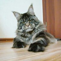 Любой  Мейн Кун вылитый Рон Перлман :)
