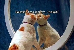 «Мой котенок сводит меня с ума!»