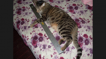 «Мой котенок сводит меня с ума!»