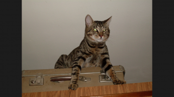 «Мой котенок сводит меня с ума!»