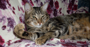 «Мой котенок сводит меня с ума!»