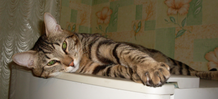 «Мой котенок сводит меня с ума!»
