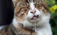 У нас с котэ началось непроизвольное слюноотделение.

Мы обожаем оливочки.