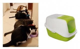 У нас 6, туалет один на всех - закрытый. Но меняем песок раз в два дня. Нигде не гадят. 

Первое время будет проблема - от характера кошки зависит, как быстро она примет нового жильца. Будет шипение и драки (сифон с водой в помощь), но через неделю-две это должно пройти. А если маленького возьмёте, проблем должно быть меньше. 

Наши вообще очень социальные и ревнивые - гладишь одного, почти все остальные тянутся, чтобы их тоже не забыли погладить :) 
 
Вот наши коты и вот такой у них туалет.