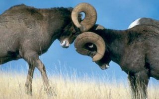 Практически всегда пропускаю, - достаточно одного барана на дороге.