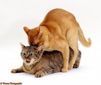 А ты на хозяйской кровати