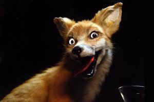 Так вот ты где, мясо!! Я давно тебя искала!!