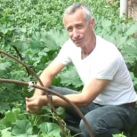 Огурец - плохое сравнение.