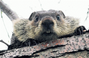 Трави бобров!