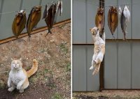 Прикольные и смешные картинки