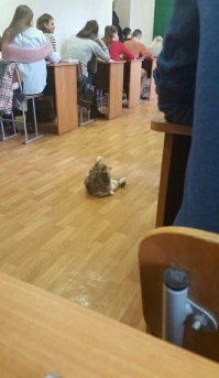 Ну и у нас котов немало побывало на занятиях :)