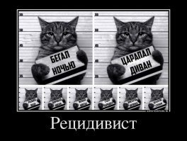 Это он проверяет спит ли хозяин, а потом ...