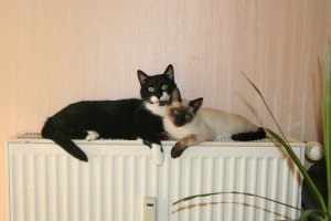 Мои греют сразу радиатор.